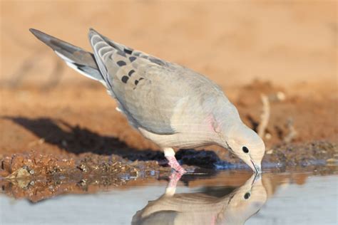 Texas Dove Season: The Ultimate Guide to This Early Season Hunting ...