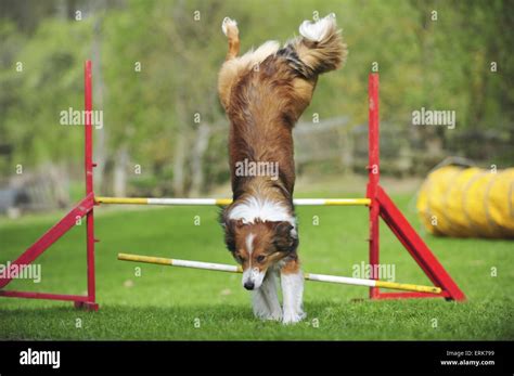 Border Collie at agility Stock Photo - Alamy