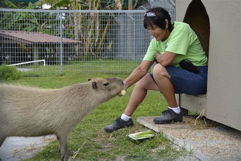 Big Cat Habitat's single male, new digs with pool, seeks companion ...