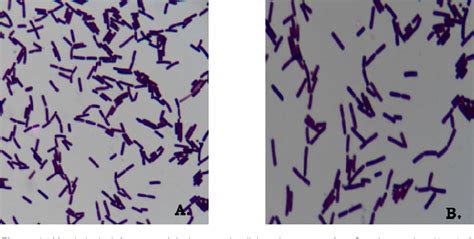 [PDF] Screening and evaluation of Lactobacillus spp. for the ...