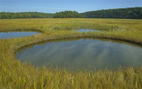 Ecosystem Services: Delivering Decision-Making for Salt Marshes ...