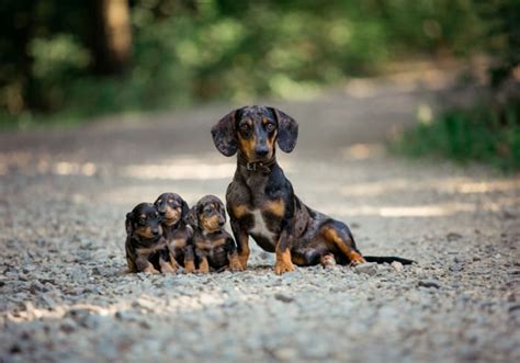 11 Dachshund Breeders in Washington (WA) State – Local Dachshund Lover ...