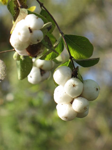 Symphoricarpos albus – The Watershed Nursery