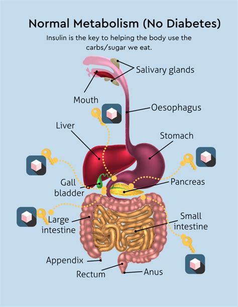 How Insulin Works, With and Without Diabetes