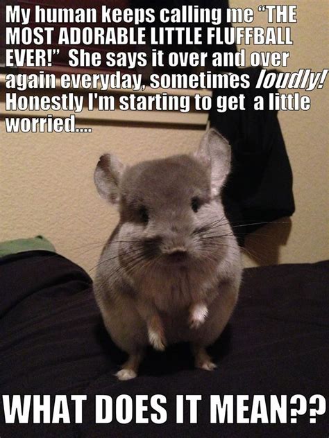 Awww I love chinchillas. | Chinchilla cute, Chinchilla pet, Funny animals