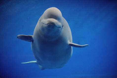 Sweet smile - Beluga | Beluga whale, Beluga, Whale