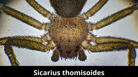 Sicarius thomisoides by Fijo2011 on DeviantArt