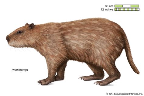 Phoberomys | Fossils & Facts | Britannica