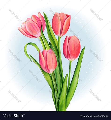 Watercolor pink tulip bouquet Royalty Free Vector Image