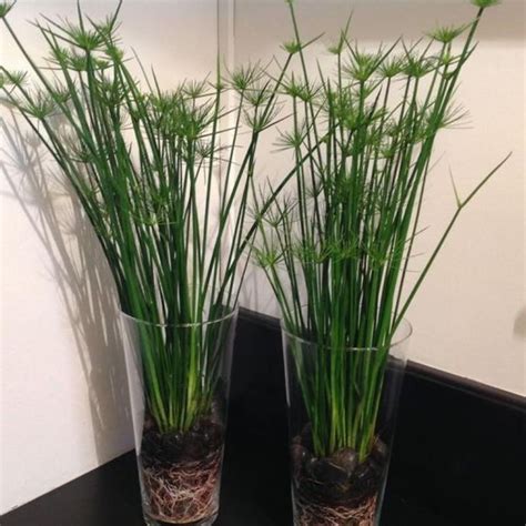 Papyrus Plant Seeds | Indoor water garden, Plants, Water plants indoor