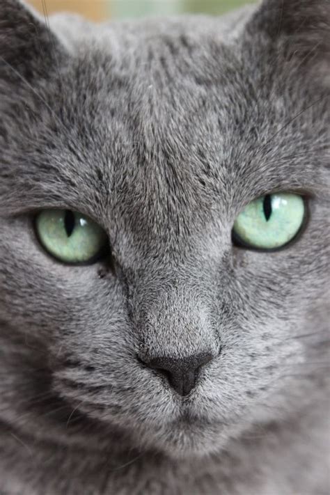 Grey Cat Breeds Green Eyes - Pets Lovers