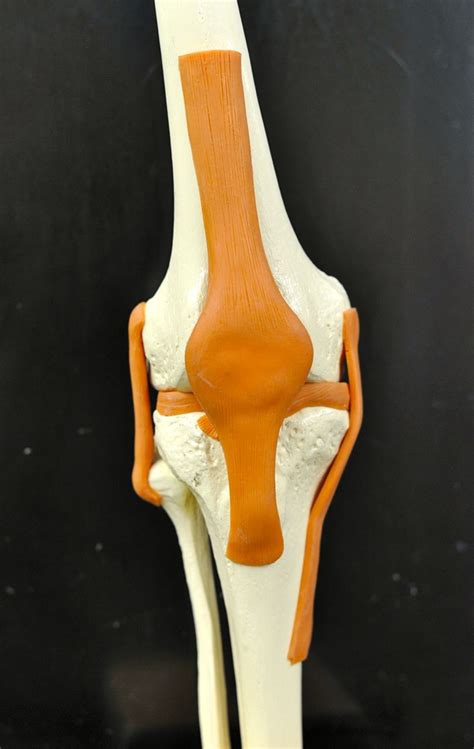 Human Anatomy Lab: Knee Joint Model