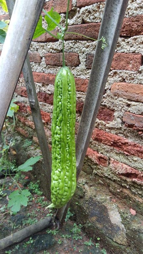 Pare Vegetables that Grow Behind the House Stock Photo - Image of house ...