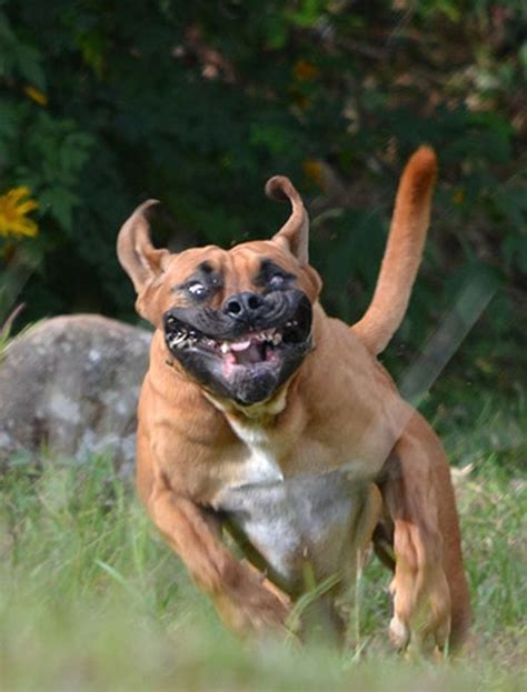 Scary pet faces – your best pictures | Funny dog faces, Scary dogs ...