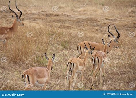 Animals at Ruaha National Park Stock Photo - Image of grass, landmost ...