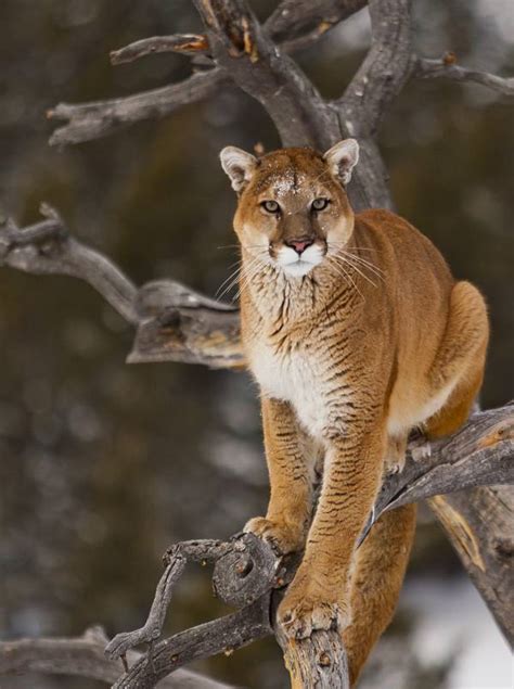 Cougar Facts - Animal Facts Encyclopedia