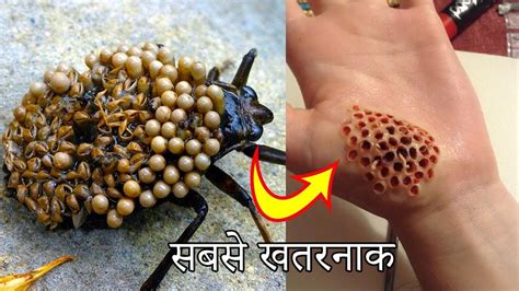 दुनिया के 7 सबसे कीड़े मकोड़े | Most Dangerous Bugs In The World - YouTube