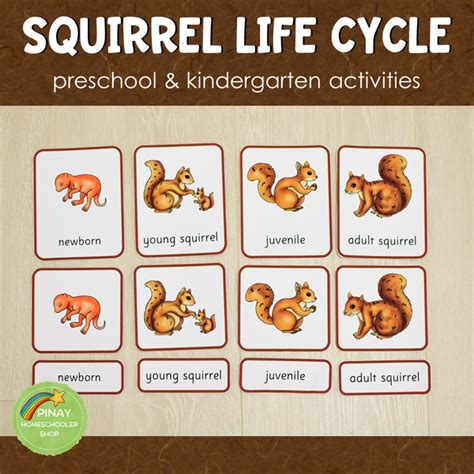 Squirrel Life Cycle Set - Preschool & Kindergarten Science Centers ...