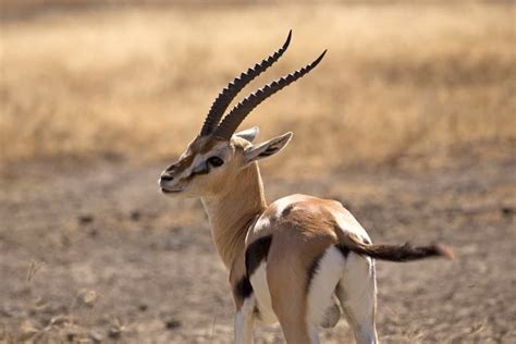 Thomson’s Gazelle Facts - Speed, Habitat, Diet & More