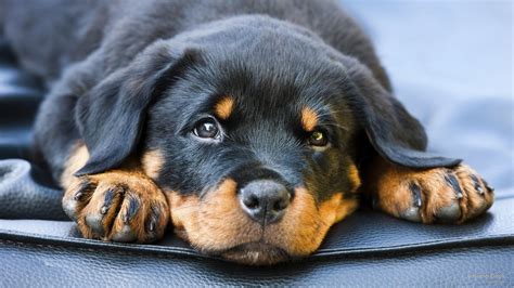 Rottweiler Puppy #Dogs #2K #wallpaper #hdwallpaper #desktop ...