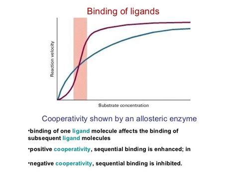 enzyme regulation