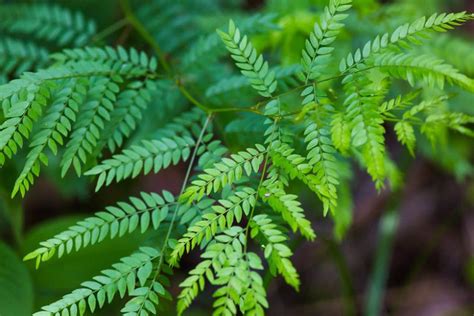 Gleditsia triacanthos (Honey Locust)