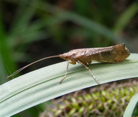 Caddis Fly - Life and Opinions - Life and Opinions