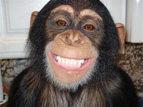 Chimp smile | Smiling animals, Laughing animals, Monkeys funny