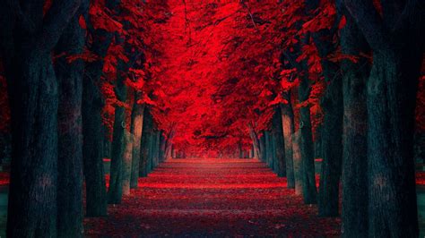 🔥 [40+] Red Tree Wallpapers | WallpaperSafari