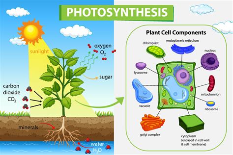 Diagram showing process of photosynthesis in plant 2046957 Vector Art ...