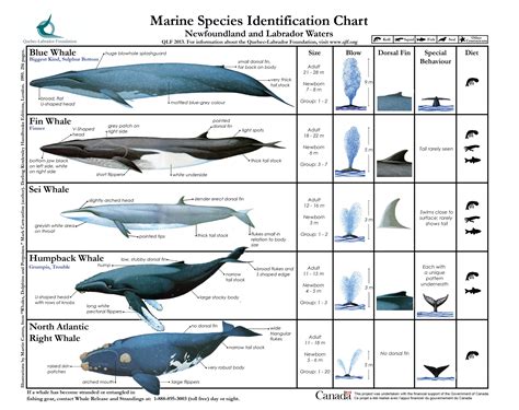 Marine Species Identification Chart | Animales marinos, Mamiferos ...