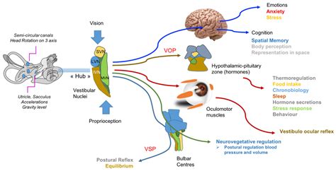 Brain Sciences | Free Full-Text | Hormones and Vestibular Disorders ...