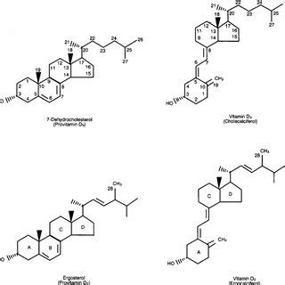 (PDF) Photobiology of Vitamin D