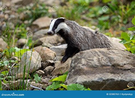 Badger stock image. Image of eyes, natural, wilderness - 32385763