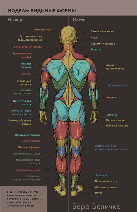 Anatomy of a male figure | Human anatomy drawing, Human anatomy and ...