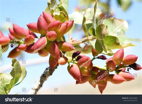 6,019 Pistachio Tree Images, Stock Photos & Vectors | Shutterstock