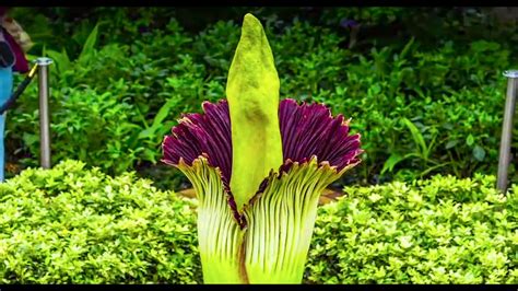 Corpse Flower Timelapse Video: Chicago Botanic Garden - YouTube