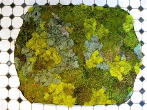 31 DIY Homemade Moss Bath Mat Ideas