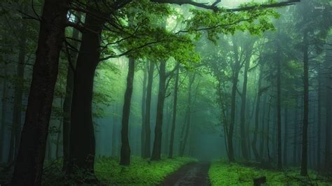 Beautiful Foggy Forest Background - Foggy forest background stock ...