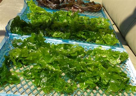 Sea Lettuce – Edibility, Identification, Distribution – Galloway Wild Foods