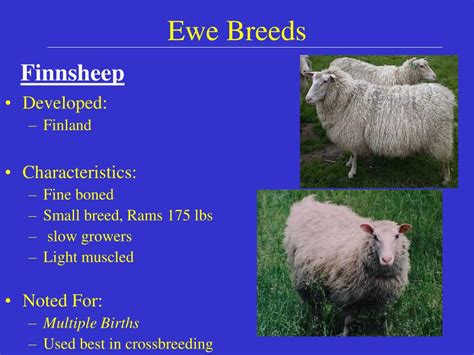 PPT - U.S. Sheep and Goat Breeds PowerPoint Presentation, free download ...