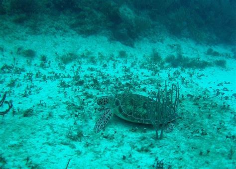 Mexico underwater 010 | DCIM\100MEDIA | Kenny Mitchell | Flickr