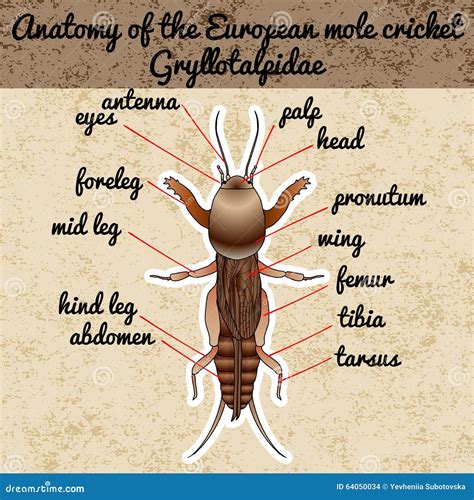 Anatomy of the European Mole Cricket. Sticker. Gryllotalpidae. Sketch ...