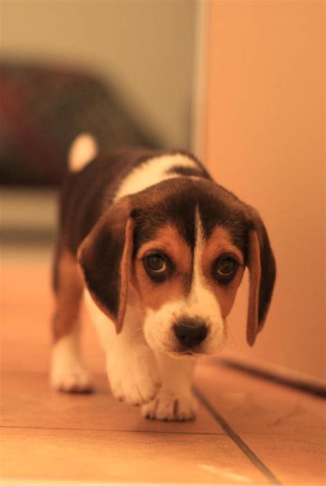 A Beagle Puppy Names