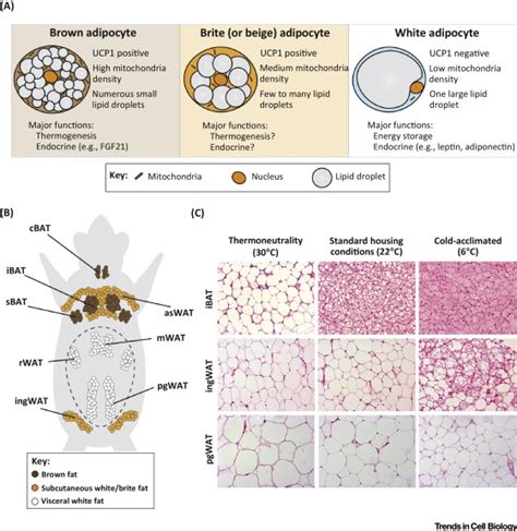 Emerging Complexities in Adipocyte Origins and Identity: Trends in Cell ...