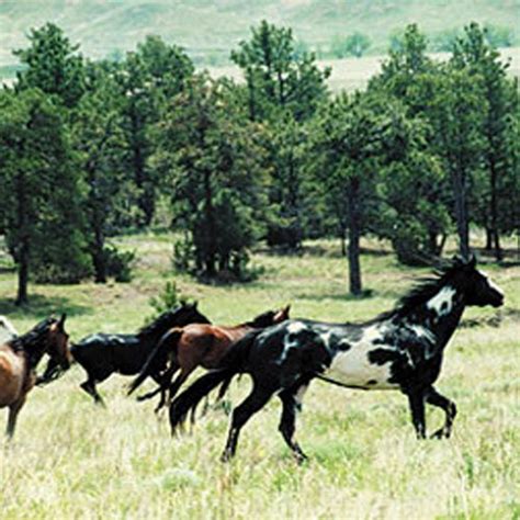 Black Hills Wild Horse Sanctuary | Horses, Mustang horse, Animals wild