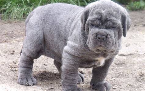 Neapolitan Mastiff Info, Temperament, Puppies, Pictures