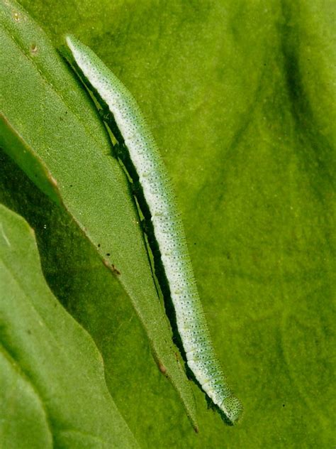 Orange–tip Butterfly and caterpillar (Anthocharis cardamines ...