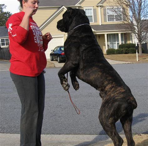 Daily News: Cane Corso Mastiff