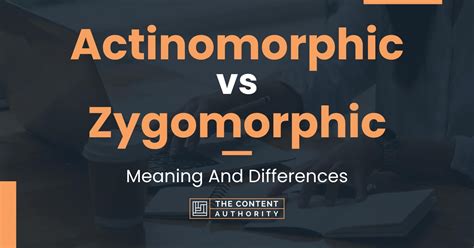 Actinomorphic vs Zygomorphic: Meaning And Differences